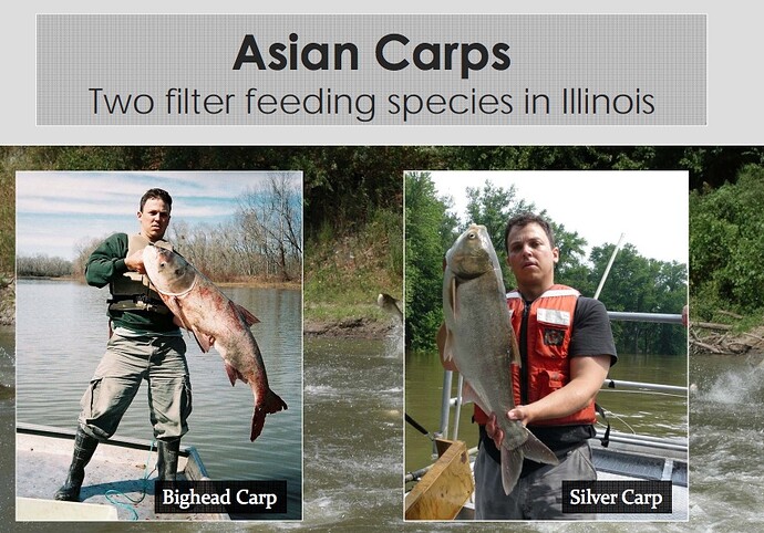 Bighead Carp, Dan O'Keefe presentation 2014 pics