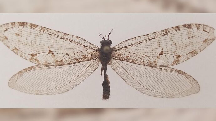 Giant Lacewing