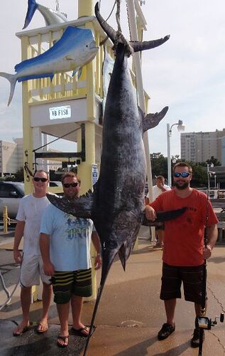 Virginia State Record Swordfish 2012