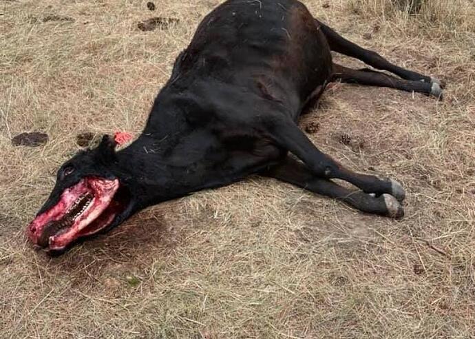 Cattle Mutilations