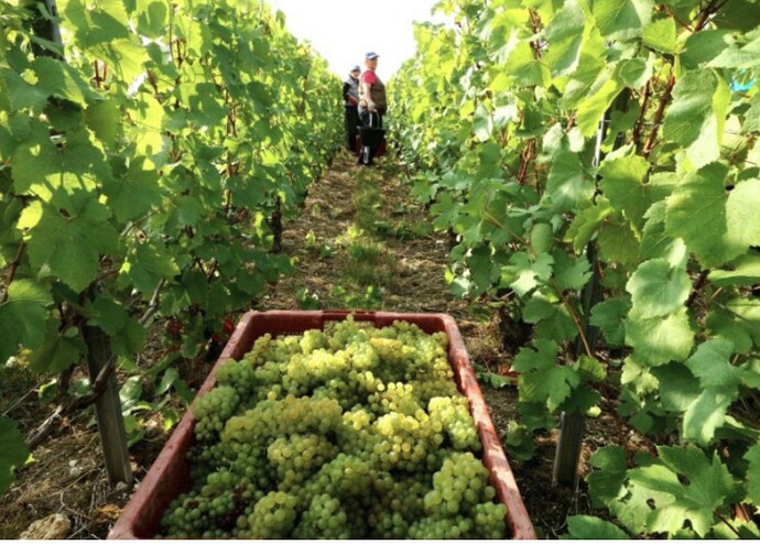 Record Champagne Harvest France