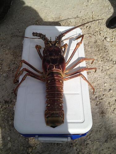 Four foot lobster Marathon