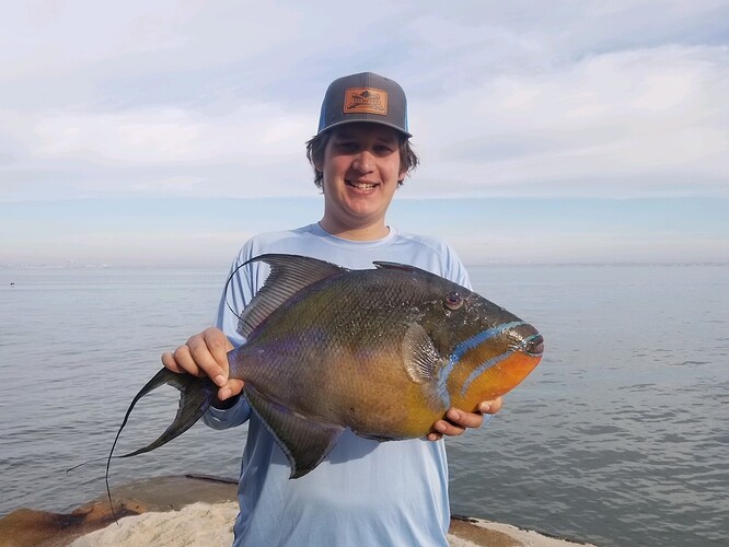 South Carolina Queen Triggerfish S. Costanzo