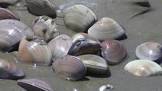 Pismo beach clams