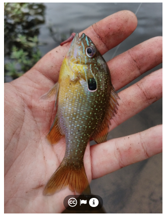 Georgia longear sunfish June 2018