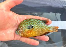 Longear Sunfish