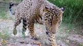 Jaguar Arizona 2017