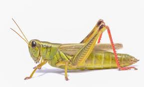 Grasshopper