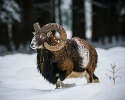 Mouflon