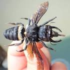 Wallace's Giant Bee 2