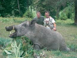 Anatolian Wild Boar