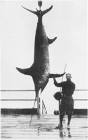 1920's Zane Grey Swordfish