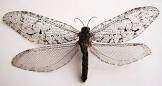 Giant Lacewing