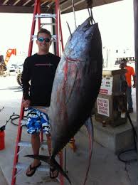 Louisiana state record yellowfin tuna 2012