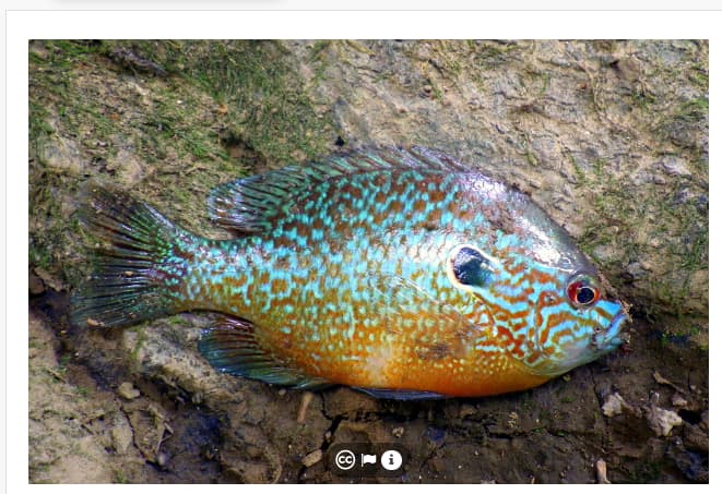 Maryland longear sunfish February 2018