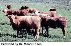 Israeli Red Cattle