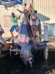 Florida State Record Swordfish
