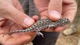 Victorian grassland earless dragon