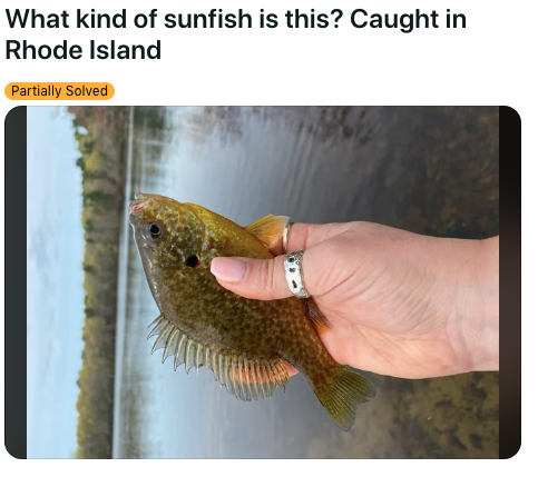 Rhode Island Redear Sunfish 2023