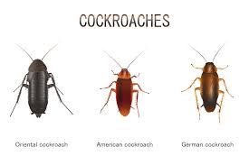 Cockroaches