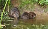 Beavers River Otter
