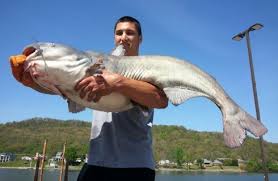 Austin Hoffman Catfish