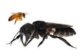 Wallace's Giant Bee