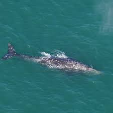 Grey Whale Atlantic 2024
