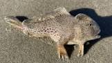 Spotted handfish