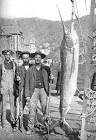 1903 Swordfish Record Catalina Island