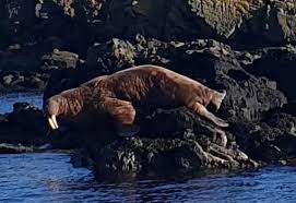 Walrus Scotland