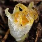 Fairy Lantern Plant
