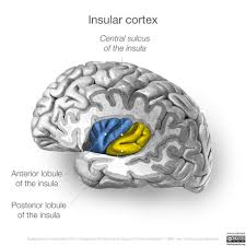 Insular Cortex