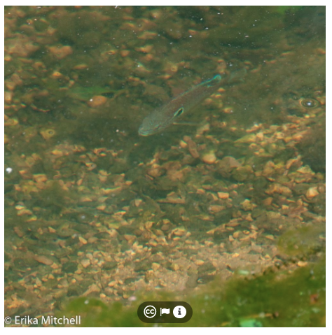 Maryland longear sunfish May 2012