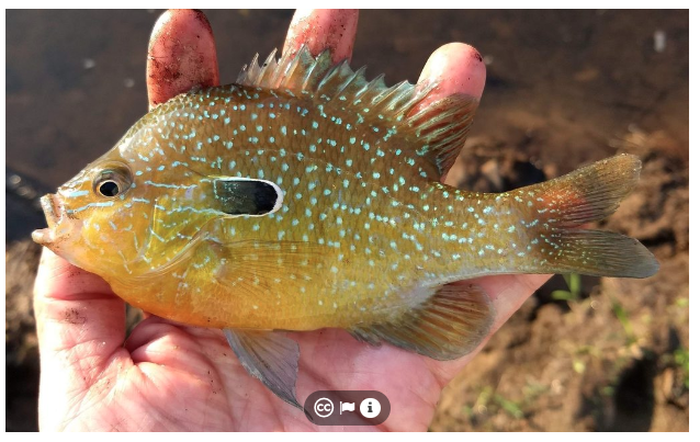 Georgia longear sunfish May 13, 2019