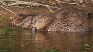 Beavers River Otter