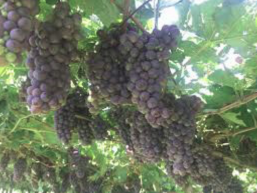 Weather leads to decrease in grapes and wine in Italy