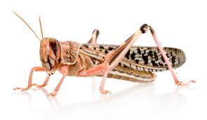 Desert Locust