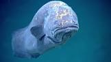 Cusk Eel