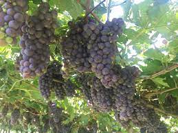 Grapes