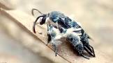 Oriental Blue Clearwing Moth