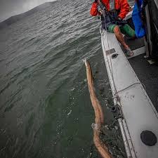 Sea Eel Australia Full Length