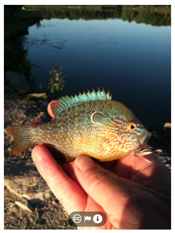 Kansas longear sunfish June 5, 2016