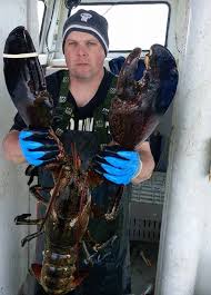 Largest Lobster ever caught in Maine
