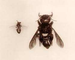 Wallace's Giant Bee, right, with a honeybee, left)