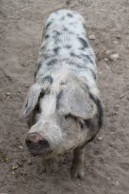 Bentheimer Pig