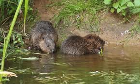 River Otter Beavers