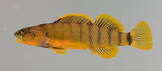 Tippecanoe Darter