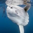 Hoodwinker sunfish