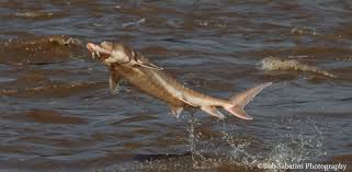 Sturgeon breaching